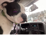 Doggo r da best