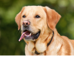 dog ahmed