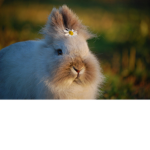Bunny, plush
