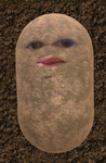 The REAL potato patch
