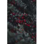 Iixshygun