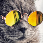 The Cats Official
