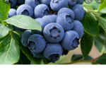 BlueBerry2137