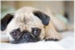 The Pug Club For Pug Lovers