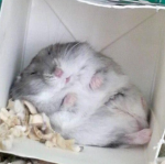 #TEAMhamstertjes