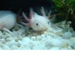 The AxolotlGods