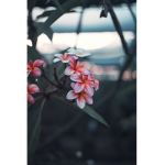 Flower Moon Clothing