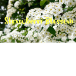 Strxwberri Blossom YT