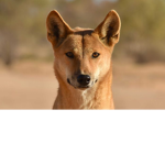 dingo ate me baby