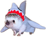 Hedgehog clothing!