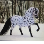 Horse .co.
