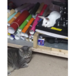 >_~Kitties and bunnies~_<