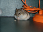 Hamster Lovers!