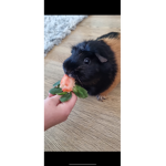 Ells fan group (Guinea pig)