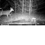 DEER ARE NICE
