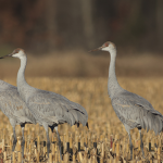 Crazy Crane