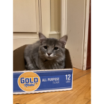 Catsarecuteforever