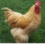 TheChickenCrewEmpire