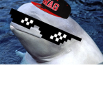 dank belugas