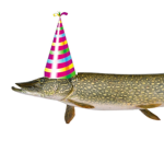 The Furious Fish Group