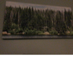 The forest man