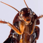 -The Roach Kingdom-