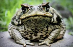 Ribbits