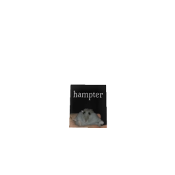 h am p ter