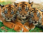 Tiger Savers Help save tigers