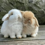 Bunch Bunnies!