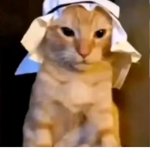 Arabic cats