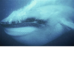 Blue whale club