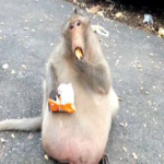 Uncle Fat E. Fanclub Group Thumbnail