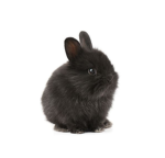 BinkyPals