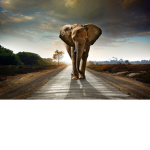 Elefant Gang