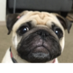 PUGS UNITED THE GREAT EMPIRE