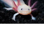 Like like like axolotl