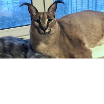 Button Simulator Overprice