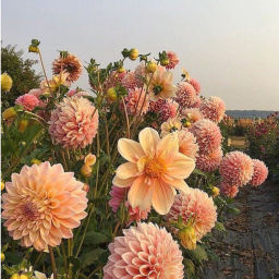 ୨💐୧