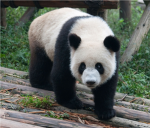Hiper Panda Group