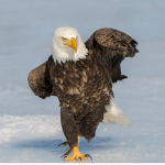 Eagles of the clan