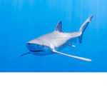 BluesharkNation