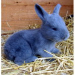 BlueXRabbits
