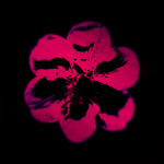 In Bloom Games