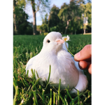 Pigeons Pog Clothing