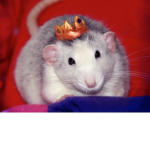 Rat training the next level in rat training