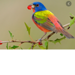 Official Birds united!