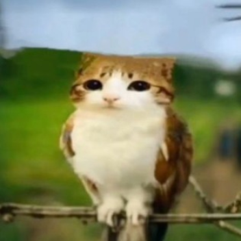 meowl [SCARY]