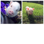 Piggy_023