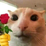 gato.